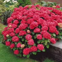 Гортензия крупнолистная RED BARON купить
