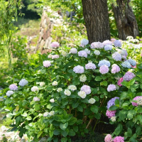 Гортензія крупнолистова купить