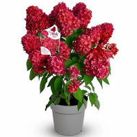 Гортензія мітловидна Блоді Мері купить