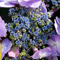 Гортензія шорстка Хот шоколад купить