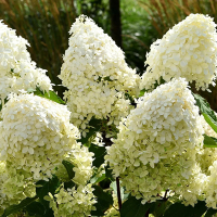 Гортензия волотиста Phantom р9 купить