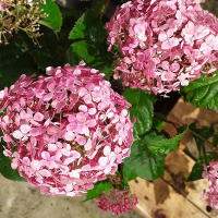Гортензия древовидная Пинк Аннабель купить