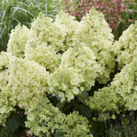 Гортензия метельчатая Би Хэппи купить