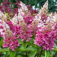 Гортензія хуртовина Конфетті купить