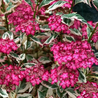 Гортензія пільчата Ейфорія Пінк купить