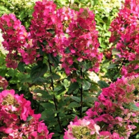 Гортензія мітловидна Мэджикал Везувіо купить