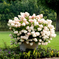 Гортензія волотиста Бобо купить