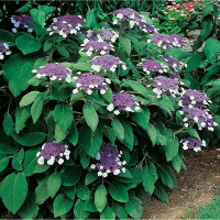 Гортензія шорстка Вельвет Лаш купить