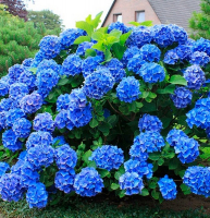 Гортензія крупнолистова Early Blue купить