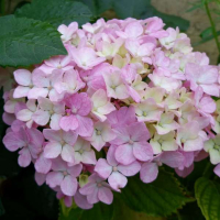 Гортензия крупнолистная La France купить