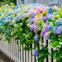 Гортензія крупнолистова купить