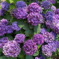 Гортензія великолистна Міс Бельгія купить