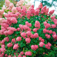 Гортензия метельчатая Меджикал Файер купить