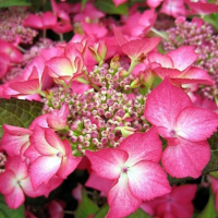 Гортензія крупнолистова Селіна купить