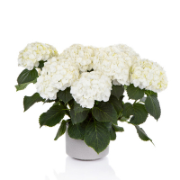 Гортензія крупнолиста Hi Ice купить