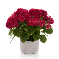 Гортензия крупнолистная Hi Fire купить