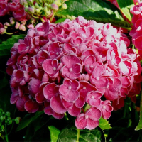 Гортензія крупнолиста Hovaria Hopcorn Pink купить