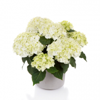 Гортензия крупнолистная Wit купить