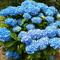 Гортензия крупнолистная Blauw купить