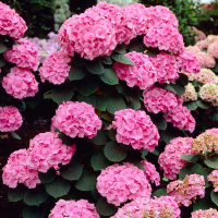 Гортензия крупнолистная Roze купить