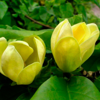 Магнолия бруклинская Желтая птица купить