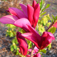 Магнолия Сьюзан (Magnolia Susan ) купить