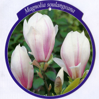 Магнолия Суланжа (Magnolia Soulangeana) купить