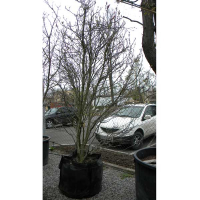 Магнолия обратнояйцевидная пурпурная купить