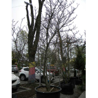 Магнолия обратнояйцевидная пурпурная купить