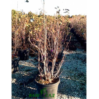 Магнолия обратнояйцевидная пурпурная купить