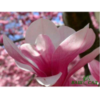 Магнолія Суланжа купить