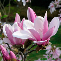 Магнолия Джордж Генри Керн (розовая) купить