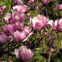 Магнолія суланжу купить