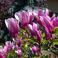 Магнолия Сьюзан купить