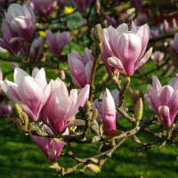 Магнолія Суланжа купить