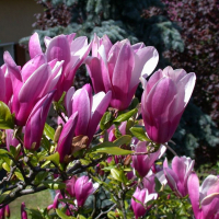 Магнолия Сьюзан купить