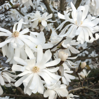 Магнолія Стеллата купить