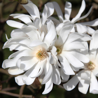 Магнолія Стеллата купить