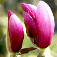 Магнолия Сьюзан купить