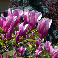 Магнолія Сьюзан купить