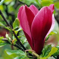 Магнолія лілієкольорова Нігра купить