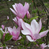 Магнолия Джордж Генри Керн купить