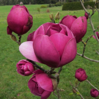 Магнолія Black Tulip купить