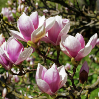 Магнолія Суланжа купить