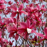 Магнолия Galaxy купить