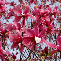 Магнолия Galaxy купить