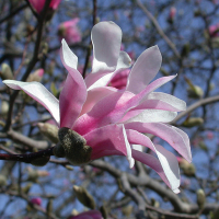 Магнолия Лебнера Леонард Мессел купить