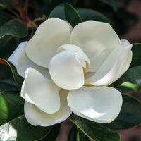 Магнолия Грандифлора (крупноцветковая) купить