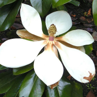 Магнолія Грандіфлора Голіаф купить