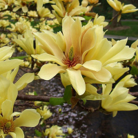 Магнолия бруклинская Баттерфляй купить